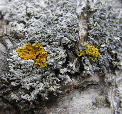 Physcia aipolia with patch of Xanthoria sp. lichen atop