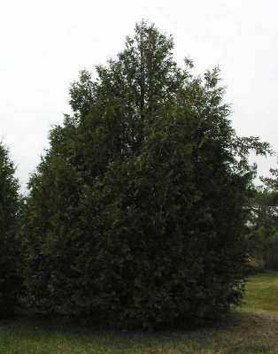 Thuja occidentalis - Eastern White Cedar