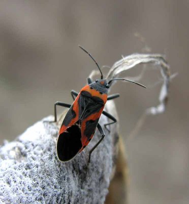Lygaeus kalmii - Eastern Milkweed Bug