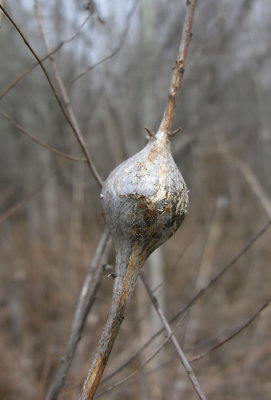 Eurosta solidaginis - Goldenrod Gall Fly (gall)