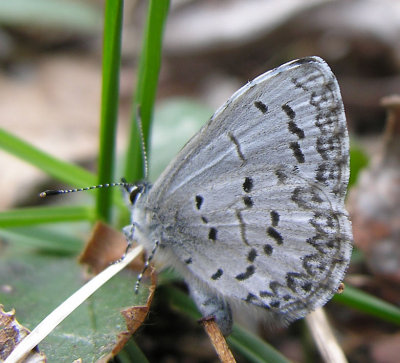 Celastrina ladon - Spring Azure butterfly