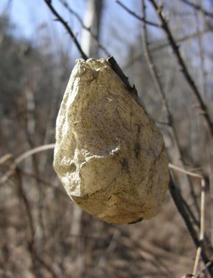 Hyalophora cecropia moth cocoon