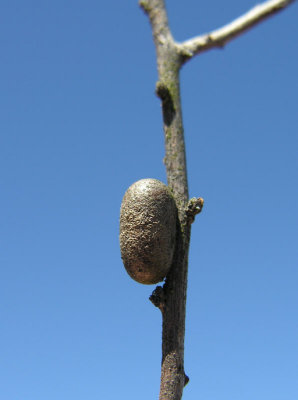 Sawfly cocoon on Meadowsweet