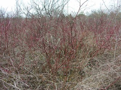 Cornus stolonifera - Red-osier Dogwood