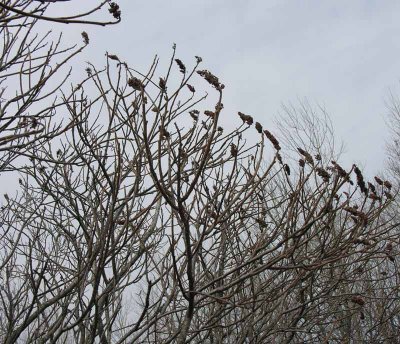 Rhus typhina - Staghorn Sumac