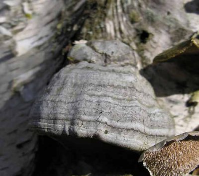 Fomes fomentarius - Tinder Polypore - on dead birch tree