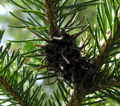 adelgis-on-spruce.jpg