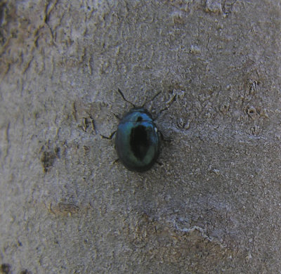 green-metallic-beetle.jpg