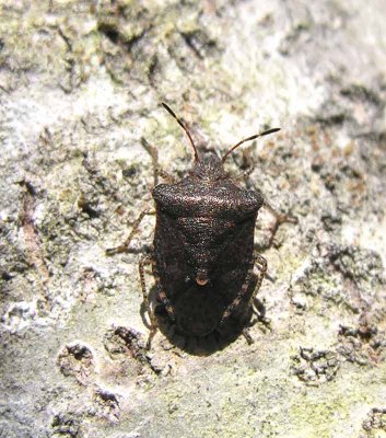 Podisus (?) genus of stinkbug (?)