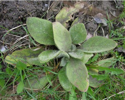Verbascum thapsus - Common Mullein