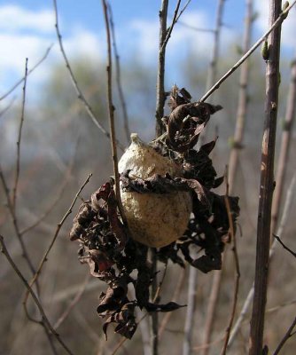 Argiope aurantia eggcase