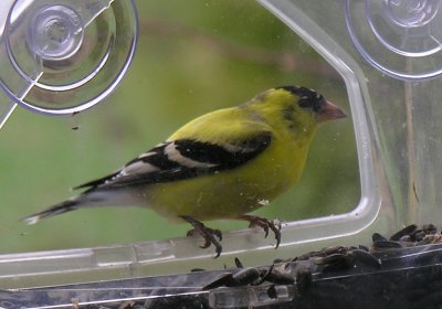 Carduelis tristis - American Goldfinch - male