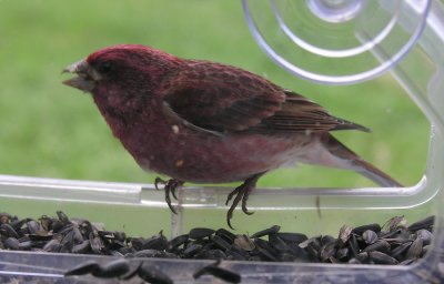 Carpodacus purpureus - Purple Finch - male