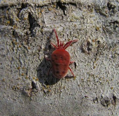 Trombididae - Red Velvet Mite