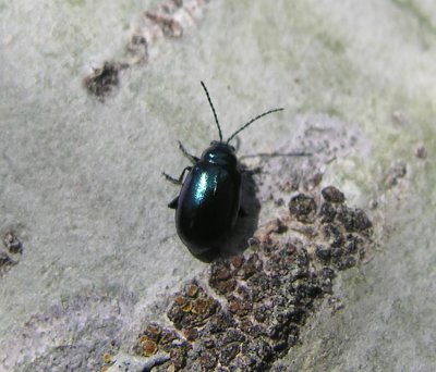 green-metallic-beetle-2.jpg