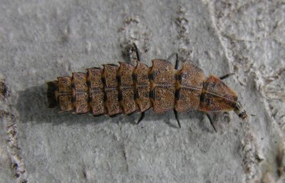 firefly-larva-1.jpg