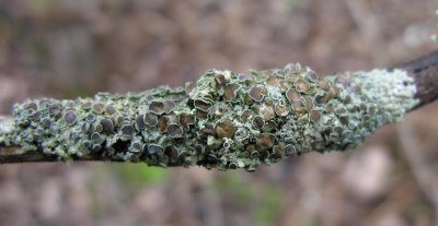 lichen-poplar-branch.jpg