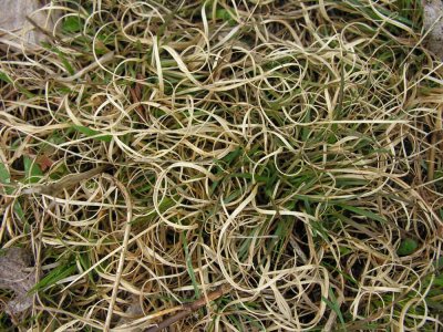 Danthonia spicata (?) - Poverty Oat Grass