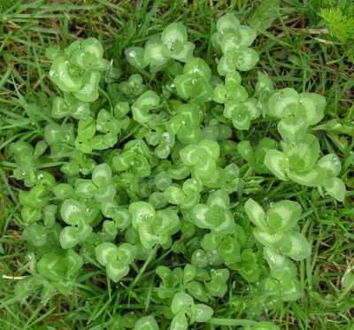 Trifolium repens - White clover