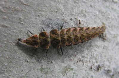 firefly-larva-2.jpg
