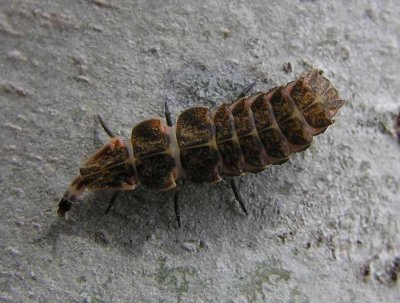 firefly-larva-3.jpg
