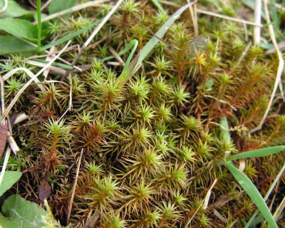 Polytrichum spp - probably Hair Cap or Juniper Moss