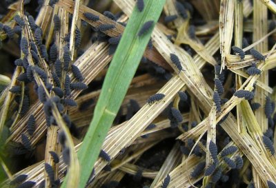 springtail-mass-closeup.jpg