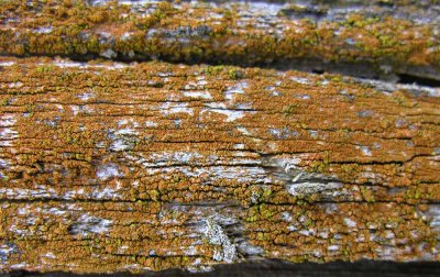 Caloplaca microphyllina (?) - Firedot lichen on split cedar fence rails