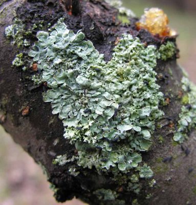 lichen-and-springtails.jpg