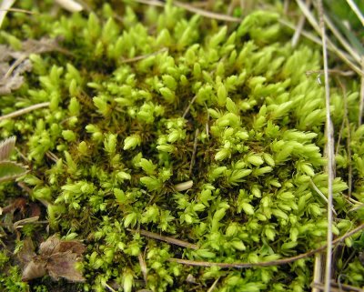 Aulacomnium - perhaps A. palustre - Ribbed Bog Moss