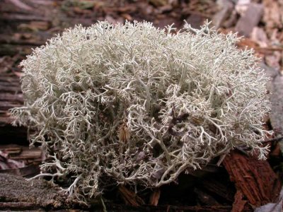 Cladina rangiferina - Reindeer Lichen