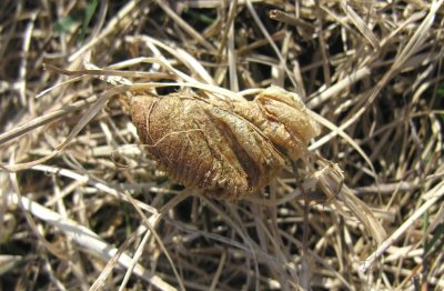 praying-mantis-eggcase.jpg