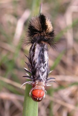 Ctenucha virginica - Virginia Ctenucha caterpillar - molting