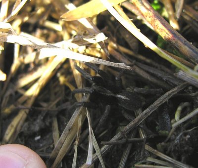 Pirata spp (?) - Wolf spider