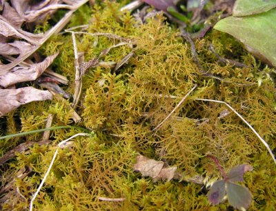 Thuidium delicatulum - Common Fern Moss