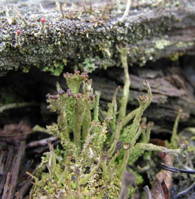 Cladonia gracilis (?) - maybe C. gracilis turbinata