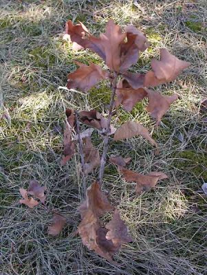 baby-bur-oak.jpg