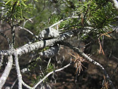 jack-pine.jpg