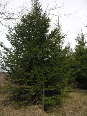 Trees at The Farm