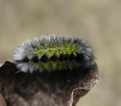 Ctenucha virginica - Virginia Ctenucha caterpillar