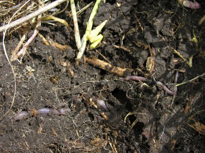 Lumbricus terrestris - Dew Worms