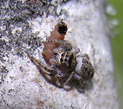 Eris militaris - Bronze Jumping Spider - female