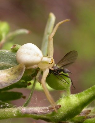 Misumena  vatia (juvenile female) - with female Rhamphomyia sp. prey
