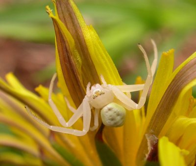 Misumena  vatia (?) - juvenile spider