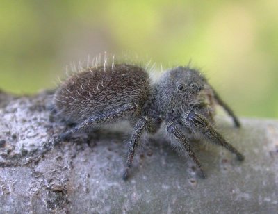 Mystery Jumping spider - view 1