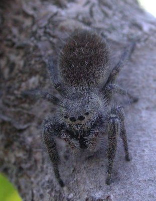 Mystery Jumping spider - view 2