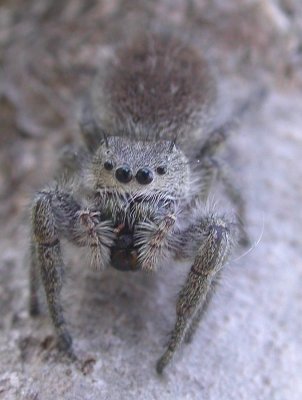 Mystery Jumping spider - view 3