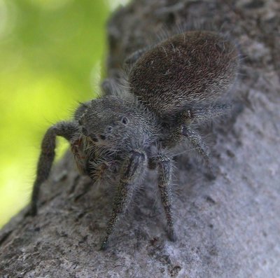 Mystery Jumping spider - view 4