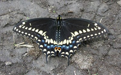 Papilio polyxenes - Black Swallowtail