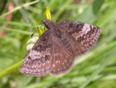 Erynnis juvenalis juvenalis - Juvenal's Duskywing skipper - view 1